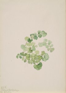 Puccoon Lithospermum ruderale, 1923. af Mary Vaux Walcott