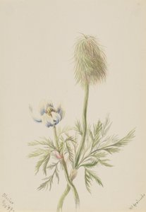 Pulsatilla occidentalis, 1899. af Mary Vaux Walcott