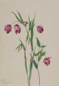 Lilla fe-lanterne Calochortus anoenum, 1936. af Mary Vaux Walcott