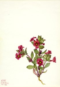 Lilla abe-blomst Mimulus bigelovii, 1935. af Mary Vaux Walcott