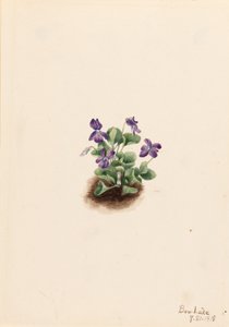 Lilla bjergviol (Viola adunca) af Mary Vaux Walcott