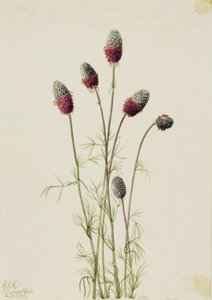 Purpurfarvet præstekrave (Petalostemon purpureum) af Mary Vaux Walcott
