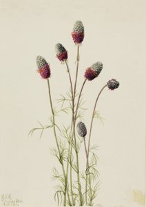 Purple Prairieclover Petalostemon purpureum, 1927. af Mary Vaux Walcott