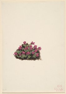 Lilla stenbræk (Saxifraga oppositifolia) af Mary Vaux Walcott