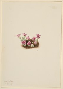 Lilla stenbræk (Saxifrage oppositifolia) af Mary Vaux Walcott