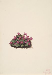 Purple Saxifrage Saxifraga oppositifolia, 1924. af Mary Vaux Walcott