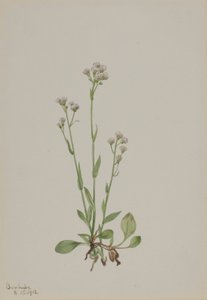 Fedtmule (Antennaria racemosa) af Mary Vaux Walcott