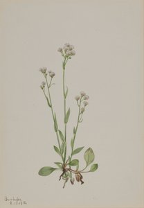 Pussy-Toes Antennaria racemosa, 1918. af Mary Vaux Walcott