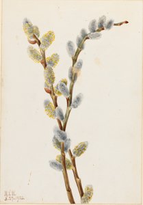 Fisse-pil (Salix discolor) af Mary Vaux Walcott