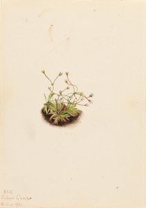 Pygmæ-androsace (Androsace subumbellata) af Mary Vaux Walcott