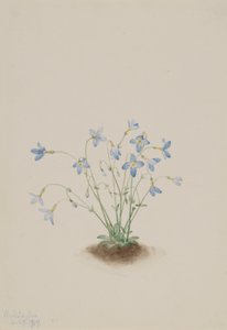 Kvækerladies (Houstonia caerulea) af Mary Vaux Walcott