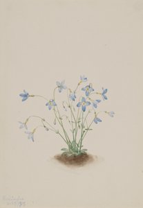 Quakerladies Houstonia caerulea, 1917. af Mary Vaux Walcott