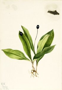 Dronningeblomst (Clintonia uniflora) af Mary Vaux Walcott