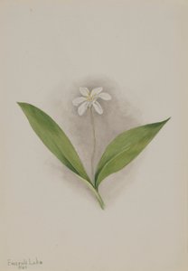 Dronningeblomst (Clintonia uniflora) af Mary Vaux Walcott