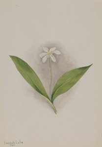 Queencup Clintonia uniflora, 1902. af Mary Vaux Walcott