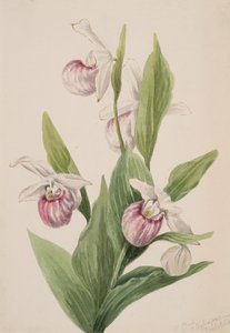 Dronningens hjemmesko Cypripedium reginae, 1897. af Mary Vaux Walcott
