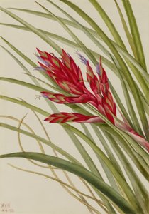 Tillandsia med kvillede blade (Tillandsia fasciculata) af Mary Vaux Walcott