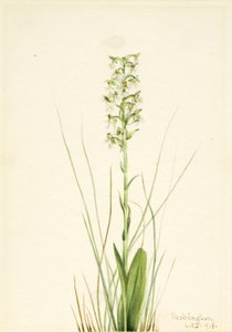 Ragged Fringe-orchid (Habenaria lacera) af Mary Vaux Walcott