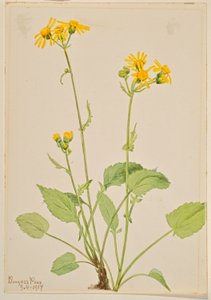 Kæruld (Senecio burkei) af Mary Vaux Walcott