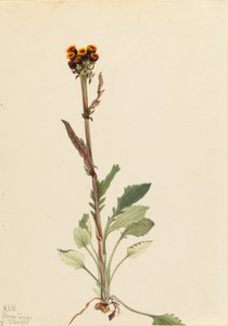 Strålefri jordrøg (Senecio pauciflorus) af Mary Vaux Walcott