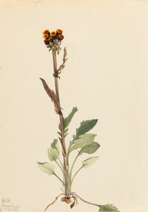 Rayless Groundsel Senecio pauciflorus, 1921. af Mary Vaux Walcott