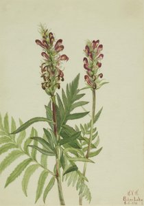 Rød hjelm (Pedicularis bracteosa) af Mary Vaux Walcott