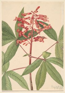Red Buckeye Aesculus Pavia, 1918. af Mary Vaux Walcott