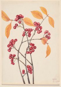 Rød chokeberry (Aronia arbutifolia) af Mary Vaux Walcott