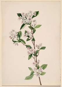 Rød Chokeberry Aronia arbutifolia, ca. 1920