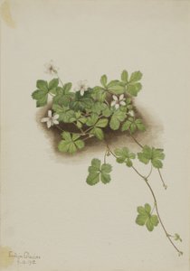 Rød dugbær (Rubus pedatus) af Mary Vaux Walcott