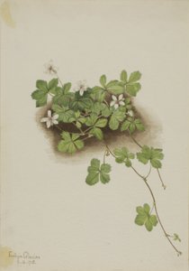 Red Dewberry Rubus pedatus, 1918. af Mary Vaux Walcott