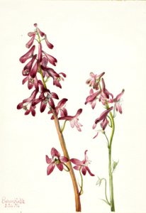 Rød lærkespore (Delphinium nudicale) af Mary Vaux Walcott