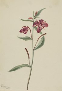 Rød pileurt (Epilobium latifolium) af Mary Vaux Walcott