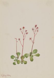 Redstem Saxifrage Saxifraga lyallii, 1916. af Mary Vaux Walcott