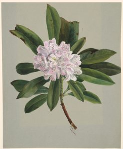 Rhododendron (Rhododendron maximum) af Mary Vaux Walcott