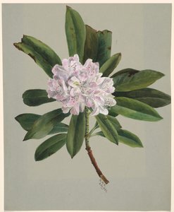 Rhododendron Rhododendron maksimum, 1880. af Mary Vaux Walcott