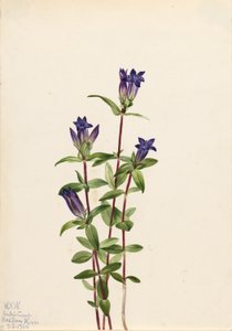 Ensian ved flodbredden (Gentiana affinis) af Mary Vaux Walcott