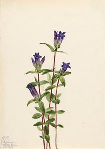 Riverbank Gentian Gentiana affinis, 1924. af Mary Vaux Walcott