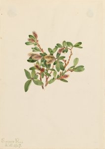 Klippepil (Salix petrophila) af Mary Vaux Walcott
