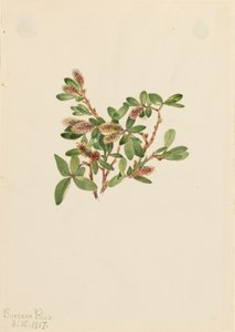 Rock Willow Salix petrophila, 1917. af Mary Vaux Walcott