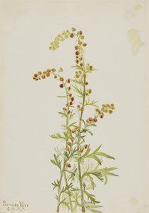Stenmalurt (Artemisia discolor) af Mary Vaux Walcott