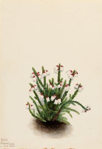 Rocky Mountain Cassiope (Cassiope mertensiana) af Mary Vaux Walcott