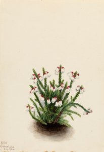 Rocky Mountain Cassiope Cassiope mertensiana, 1924. af Mary Vaux Walcott
