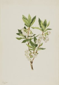 Rocky Mountain Rhododendron (Rhododendron albiflorum) af Mary Vaux Walcott