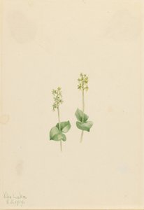 Rocky Mountain-blad (Ophrys necrophylla) af Mary Vaux Walcott