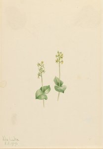 Rocky Mountain Twayblade Ophrys necrophylla, 1919. af Mary Vaux Walcott