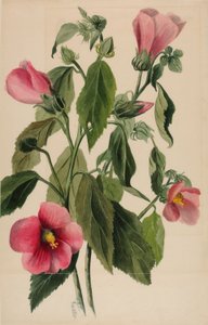 Rosen-ensian (Sabbatia angularis) af Mary Vaux Walcott