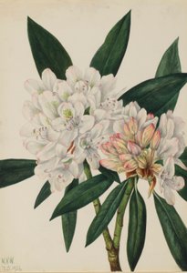 Rosebay Rhododendron (Rhododendron maximum) af Mary Vaux Walcott