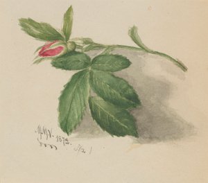 Rosebud, 1872. af Mary Vaux Walcott