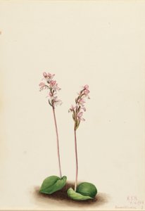 Rundbladet gøgeurt (Orchis rotundifolia) af Mary Vaux Walcott